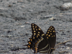 Papilio palamedes