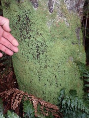 Calomnion complanatum