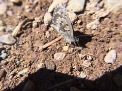 Celastrina asheri