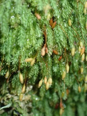 Calomnion complanatum