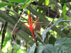 Phaethornis longirostris