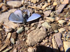 Celastrina asheri