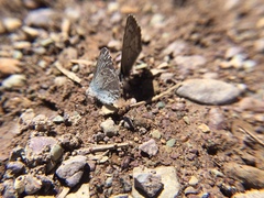 Celastrina asheri