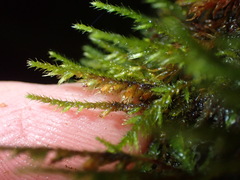 Cryphaea tenella