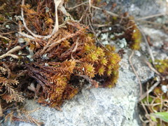 Syntrichia princeps