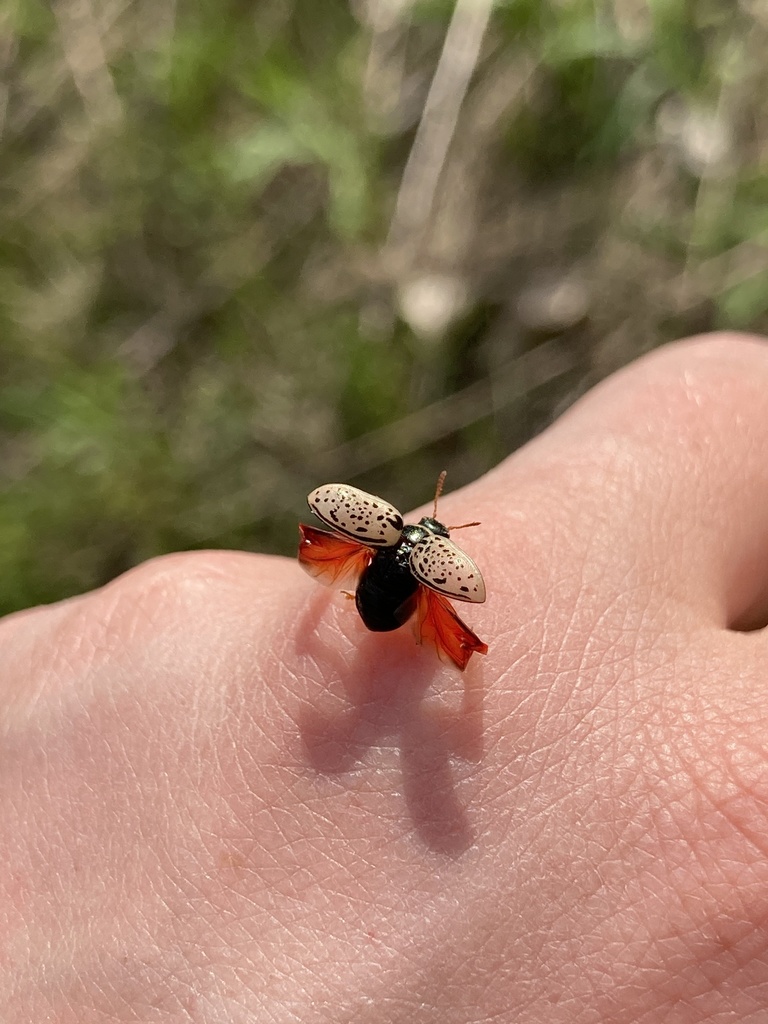 Common Willow Calligrapher Beetle