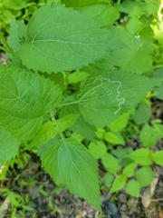 Liriomyza eupatoriella