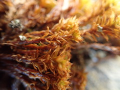 Syntrichia princeps