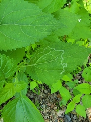 Liriomyza eupatoriella