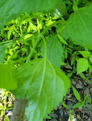 Liriomyza eupatoriella