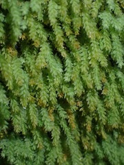 Calomnion complanatum