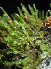 Cryphaea tenella