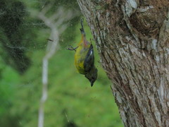 Euphonia concinna
