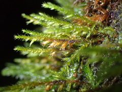 Cryphaea tenella
