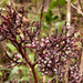 Parasitaxus usta - Photo (c) Tim Waters, algunos derechos reservados (CC BY-NC-ND)