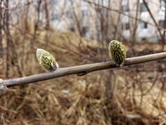 Salix schwerinii