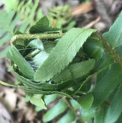 Herpetogramma sphingealis