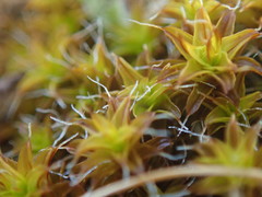 Syntrichia princeps