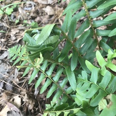 Herpetogramma sphingealis