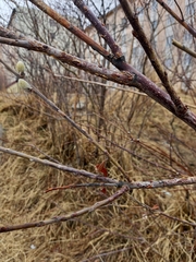 Salix schwerinii