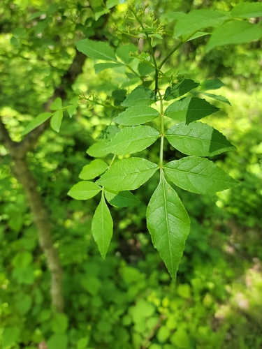 Image of Zanthoxylum simulans by (c) Navin Sasikumar, some rights reserved (CC BY)