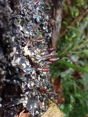 Peltigera dolichorhiza