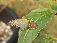Urbanus proteus