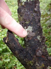 Exidia novozealandica
