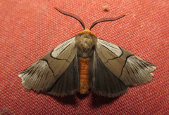 Oxytaphora delta