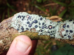 Tephromelataceae