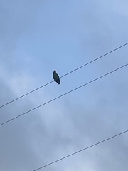 Amazona viridigenalis