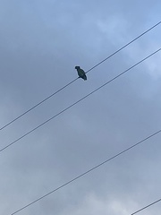 Amazona viridigenalis