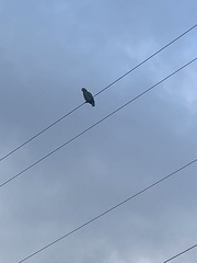 Amazona viridigenalis