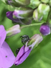 Ceutorhynchus inaffectatus