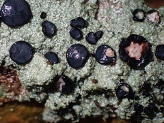 Tephromelataceae