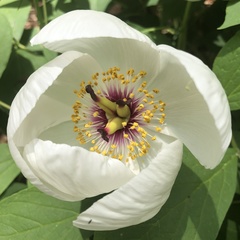 Paeonia obovata