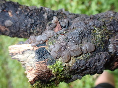 Exidia novozealandica