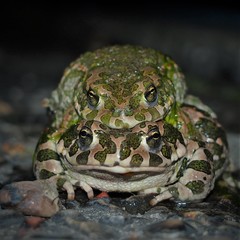 Bufotes viridis viridis