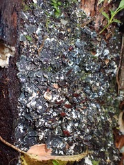 Peltigera dolichorhiza