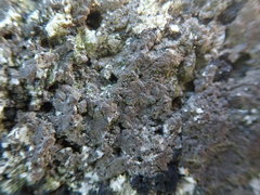 Arthonia phaeobaea