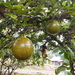 Calabash Tree - Photo (c) Bekw Gasj, some rights reserved (CC BY-NC), uploaded by Bekw Gasj