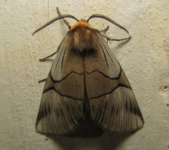 Oxytaphora delta