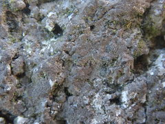 Arthonia phaeobaea