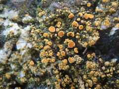 Polycauliona luteominia
