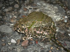 Bufotes viridis viridis