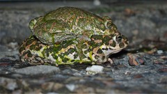 Bufotes viridis viridis