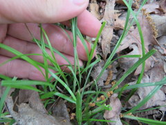 Carex virescens