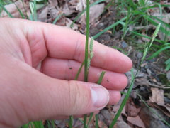 Carex virescens