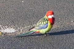 Platycercus eximius diemenensis