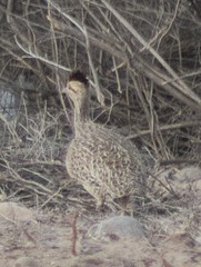 Nothoprocta cinerascens